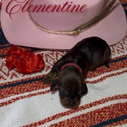 Clementine - Wild boar female Dachshund puppy in Sheridan, Wyoming from Scottland Ranch Dachshunds