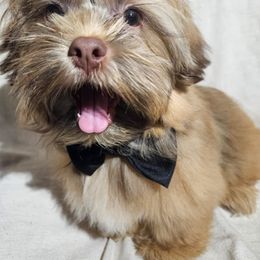 Shih Tzu Puppies from Adrianas Beautiful Shitzu’s