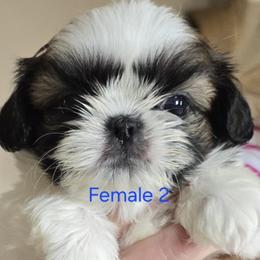 Girl 1 - Gold and white female Shih Tzu puppy in Dallas, Georgia from Dee-Jay's Shihtzu