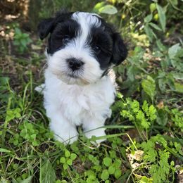 New born - Black and white male Havanese puppy in Kansas City Mo, Missouri from My Heavenly Havanese Puppies
