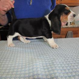 Rudy - male Basset Hound puppy in Francesville, Indiana from Sandyhill Basset Hounds