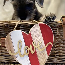 Miniature Schnauzer Puppies from ZRULES