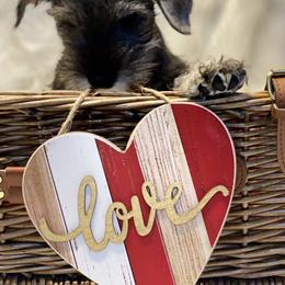 Miniature Schnauzer Puppies from ZRULES