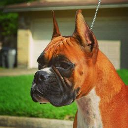 Diva - Boxer