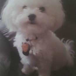 Maltipoo Puppies from Little Cupcakes and Little Punkins Maltipoos