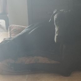 Great Dane All Grown Up from TLC Danes