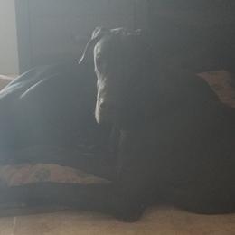 Great Dane All Grown Up from TLC Danes