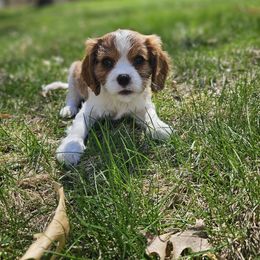 Cavalier King Charles Spaniel Puppies from Grand Oaks Cavaliers