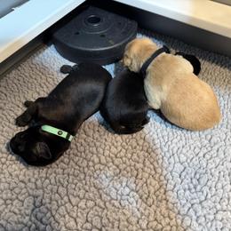 Boy 2 - male Labrador Retriever puppy in Britton, South Dakota from FR Labs