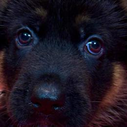 DWIG - Black and red male German Shepherd puppy in Yorkville, Illinois from Vom Archbold Haus World Class German Shepherds