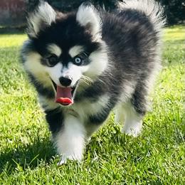 Peach - Black and white female Pomsky puppy in Monroe, Georgia from Beastly Beauties Huskies & Pomskies