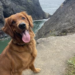 Lilly - Golden Retriever