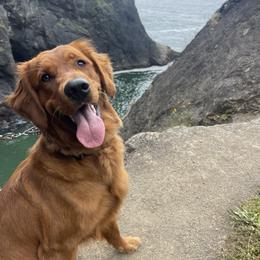 Lilly - Golden Retriever