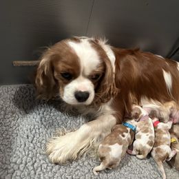 Everest - Cavalier King Charles Spaniel