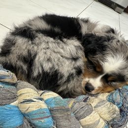 Miniature Australian Shepherd Puppies from Bear River Ranch