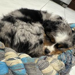 Miniature Australian Shepherd Puppies from Bear River Ranch