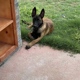 Belgian Malinois Puppies from BlueStone