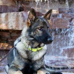 Kevin - German Shepherd