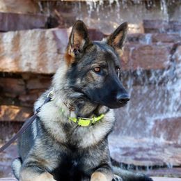 Kevin - German Shepherd