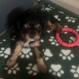Boy4 - Black and tan male Cavalier King Charles Spaniel puppy in Woodruff, Wisconsin from Cutesy Cavaliers