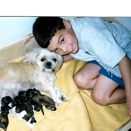 Shih Tzu Puppies from Shih Tzu Dreams Come True