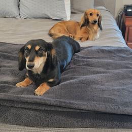 Violet - Dachshund