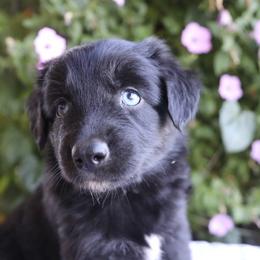 Boy 1 - Black tri-color male Australian Shepherd puppy in Hillsboro, Ohio from Sugar Grove Farms