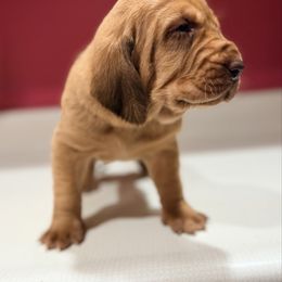 Bark Wahlberg - Red male Bloodhound puppy in Inman, Nebraska from Sandhill Hounds of Nebraska