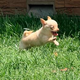 McIntosh Pomchi VEGAS-free delivery between Seneca, MO and Vegas - Blue fawn male Chihuahua puppy in Seneca, Missouri from Stephanie’s Puppy Colony