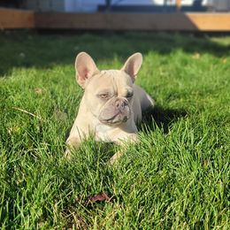 Prestley - French Bulldog