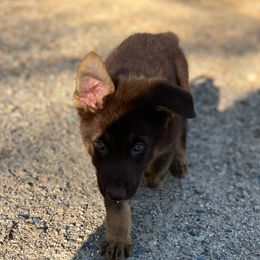 SVVS Thor Son Of Odin Turquoise Collar Male - Liver German Shepherd puppy in Little Rock, Arkansas from Strahl Von Valor Shepherds