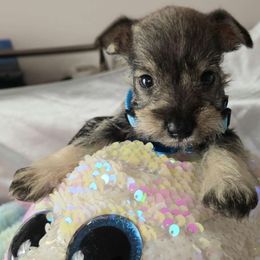 Skye - Miniature Schnauzer puppy from Alysha's Grandbabies