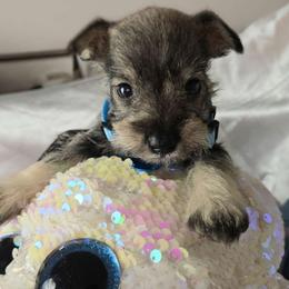 Skye - Miniature Schnauzer puppy from Alysha's Grandbabies