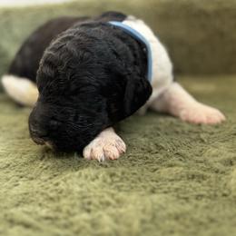 Marcus - Blue Collar - Parti male Poodle puppy in Monroe, North Carolina from The Klepper Homestead