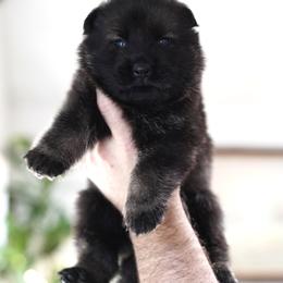 Rogue - Sable male German Shepherd puppy in Coarsegold, California from Yosemite Shepherds