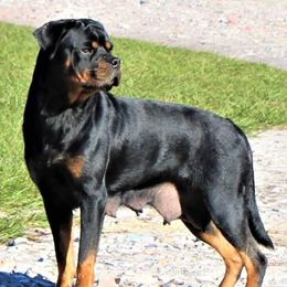 French Bulldogs and Rottweilers from Post Farm Rottweilers & French Bulldogs