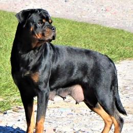 French Bulldogs and Rottweilers from Post Farm Rottweilers & French Bulldogs