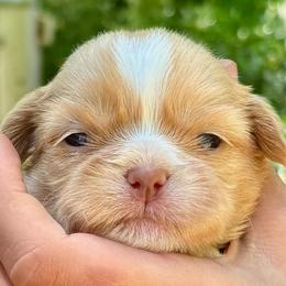 CKC Charlie - Cream and white male Shih Tzu puppy in Skipperville, Alabama from Nay Nay’s Babies