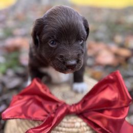 Chestnut - Red & white male Miniature Australian Shepherd puppy in Clarksville, Tennessee from Southern Oak Pups