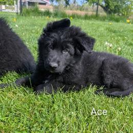 Ace - Black male German Shepherd puppy in Waterloo, New York from Von Nikolaos German Shepherds