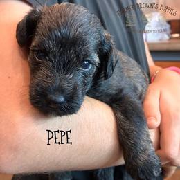 Pepe - Black male Schnoodle puppy in Sedalia, Missouri from Farmer Brown's Puppies