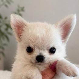 Snowcone - Cream and white male Chihuahua puppy in Birmingham, Michigan from Cranbrook Kennels
