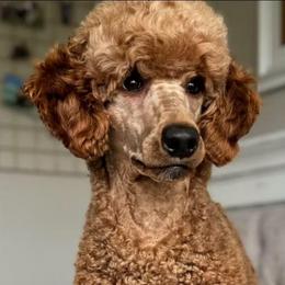 Sandy - Poodle