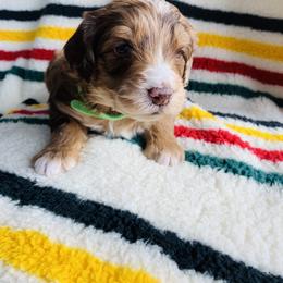 Aussiedoodle and Australian Shepherd Puppies from Homestead Aussies & Doodles
