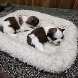 Boy 1 - Gold and white male Shih Tzu puppy in Hampstead, Maryland from Shawny's Shih Tzus