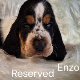 Enzo - Black brown and white male Basset Hound puppy in Mack's Creek, Missouri from Mack's Creek Basset Hounds