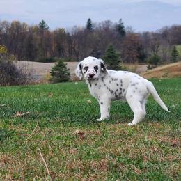 Elbow - White and liver brown female Dalmatian puppy in Stanchfield, Minnesota from Darling Dalmatians