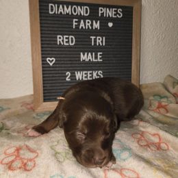 Pink - Red tri-color male Australian Shepherd puppy in Camp Verde, Arizona from Diamond Pines Farm