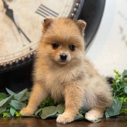 Layla - Red and white female Pomsky puppy in Park Valley, Utah from Designer Pomeranians