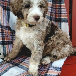 Aussiedoodle Puppies from RiverCity Doodles